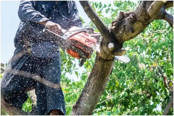 tree services Franklintown